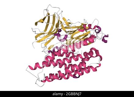 Aufbau der Funktionsform des mückenlarviziden Cry4Aa-Toxins aus Bacillus thuringiensis, 3D-Cartoon-Modell, PDB 2c9k, weißer Hintergrund Stockfoto