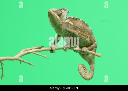 chameleon isoliert auf grünem Hintergrund . Chamaeleo calyptratus Stockfoto