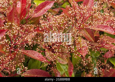 ed glänzende Blätter einer Photenie im Frühjahr, Photinia serrulata Pflanze, Photinia Red Robin, Photinia fraseri, Zierpflanze Stockfoto