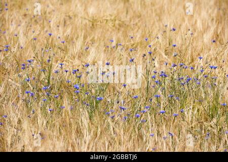 Kornblumen (Centaurea cyanus) in einem Gerstenfeld, Sommer; Dänemark Stockfoto