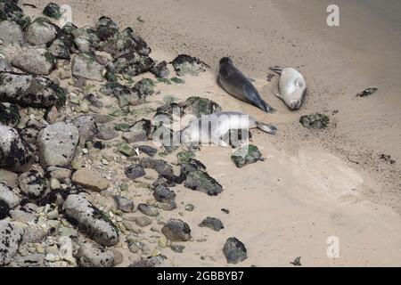 Elefantenrobben am Ufer der Point Reyes National Seashore, sonnen sich in der Sonne - kalifornisches Meeressäugetier, oben gesehen Stockfoto