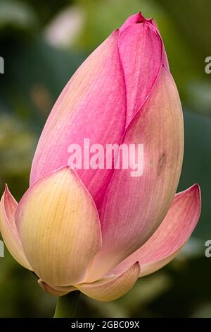 Lotusblütenknospe. Stockfoto