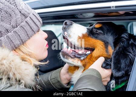 Eine Frau quetscht die Schnauze eines Hundes, der im Auto sitzt. Der Hund steckte seine Schnauze aus dem Fenster. Ein reinrassiger Berner Sennenhund-Welpe. Nahaufnahme des Außenportraits. Die Besitzerin legt ihre Arme um den Hals des Hundes. Stockfoto