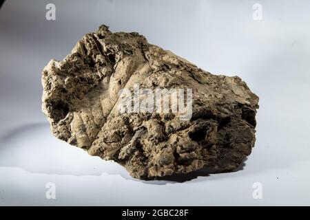 Tropisches Fossil von Großsäugern in West Java Indonesia Stockfoto