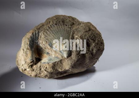 Tropisches Fossil von Großsäugern in West Java Indonesia Stockfoto