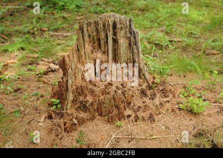 Ceppi nel bosco in Valle dell'Orco lungo il sentiero che Sale al Lago di Dres nel Parco nazionale del Gran Paradiso Stockfoto