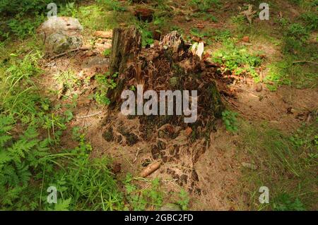 Ceppi nel bosco in Valle dell'Orco lungo il sentiero che Sale al Lago di Dres nel Parco nazionale del Gran Paradiso Stockfoto