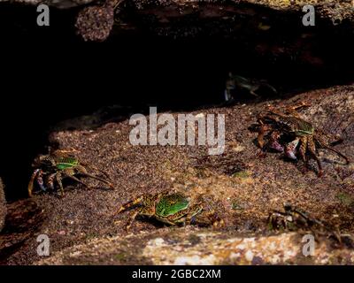 Foto der Krabbe auf dem Felsen, Essen, Meeresrauschen Stockfoto