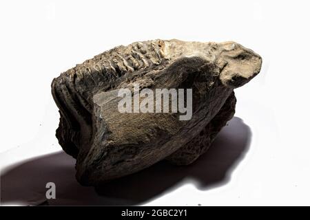 Tropisches Fossil von Großsäugern in West Java Indonesia Stockfoto