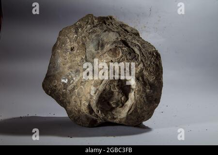 Tropisches Fossil von Großsäugern in West Java Indonesia Stockfoto