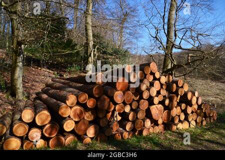 Blockstapel in Bradenham Woods, Buckinghamshire, England, wo Forstarbeiten zum Löschen von Teilen des Waldes durchgeführt wurden. VEREINIGTES KÖNIGREICH Stockfoto