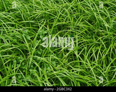 Ein Detail aus der britischen Landschaft - ein Fleck von reichem, grünem, frischem, unbebauten Gras und Pflanzen von oben. Stockfoto