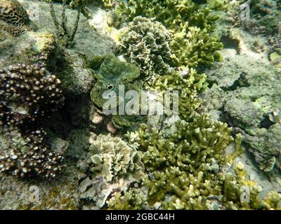 Tridacna, Koh Tao, Thailand Stockfoto