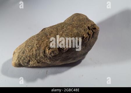 Tropisches Fossil von Großsäugern in West Java Indonesia Stockfoto