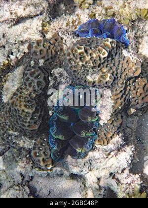 Tridacna Crocea, Koh Tao, Thailand Stockfoto