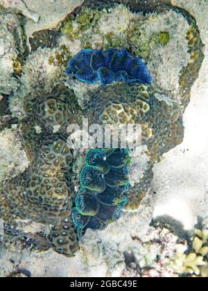 Tridacna Crocea, Koh Tao, Thailand Stockfoto