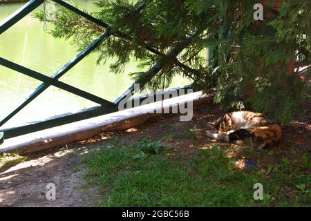 Katze liegt im Schatten am Riverside Stockfoto