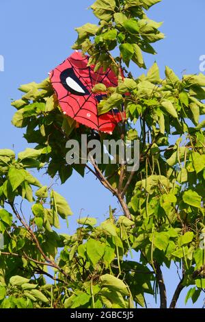 Red Kite mit Spiderman Figur in einem Baum an einem sonnigen Tag stecken Stockfoto