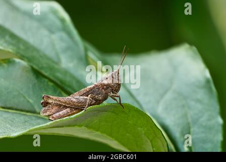 Gewöhnliches Feldgrasschreckenweibchen in der Dämmerung. Regungslos auf einem Blatt sitzend. Seitenansicht, Nahaufnahme. Verschwommener grüner Hintergrund. Gattung Chorthippus brunneus. Stockfoto