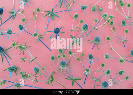 Hintergrund von stacheligen blauen Wildblumen auf rosa Papier. Stockfoto