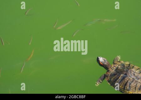 Schildkröte Schwimmen am See im Sommer mit Stockfoto