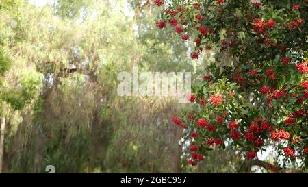 Rote Beeren am Baum, Gartenarbeit in Kalifornien, USA. Natürlicher atmosphärischer botanischer Nahaufnahme Hintergrund. Viburnum, Frühling oder Herbst Morgengarten oder Fores Stockfoto