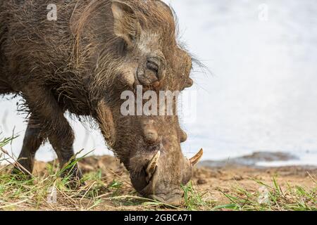 Nahaufnahme des auf Gras stehenden Zwergwarzenschweins Phacochoerus africanus, Kruger National Park, Südafrika Stockfoto