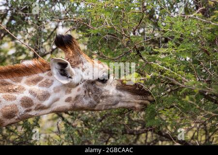 Nahaufnahme des Porträts einer weiblichen Giraffe, die von einem Akazienbaum im Krüger-Nationalpark ernährt wird. Südafrika Stockfoto
