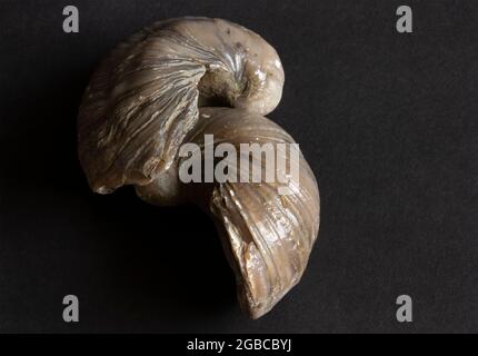 Gryphaea, oder Devis Zehennägel, wie sie häufiger bekannt sind, sind häufige Fossilien, die in den jurassischen Sedimentgesteinen der Yorkshire Coast gefunden werden Stockfoto