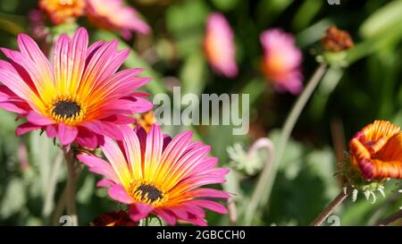 Bunte Blumen von Daisy oder marguerite, Kalifornien, USA. Aster- oder Umhang Ringelblume, mehrfarbig, violett, blüht. Home Gartenarbeit, amerikanische dekorative ornam Stockfoto