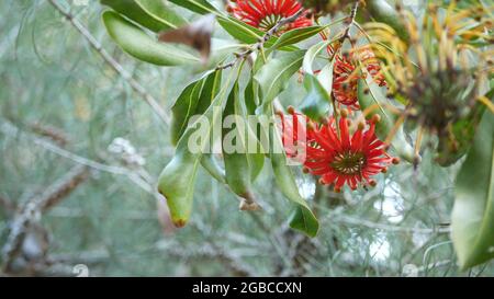 Feuerrad Baum rote Blumen, Kalifornien USA. Australische weiße Bucheneiche, stenocarpus sinuatus ungewöhnlicher, origineller exotischer Blütenstand. Ruhig für Stockfoto