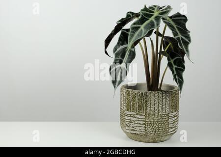 Indoor tropische Pflanze Alocasia in Betontopf auf weißem Hintergrund. Trendy Minimalismus. Stockfoto