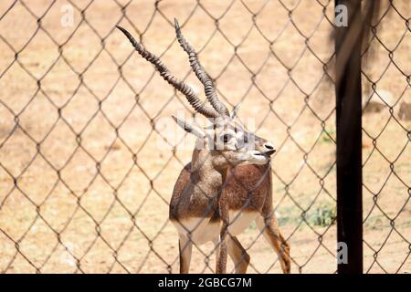 Hirsche auf dem Boden im Zoo Stockfoto