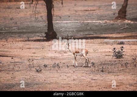 Hirsche auf dem Boden im Zoo Stockfoto