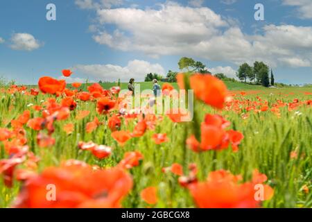 Grüne Stacheletts wachsen auf einem landwirtschaftlichen Feld mit verschwommenen roten Mohnblumen vor dem Hintergrund. Natur Sommer Hintergrund, Weichheit Fokus Stockfoto