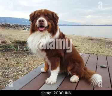 Australischer Schäferhund mit braunem und weißem Pelzmantel auf einer Holzbank am Bodensee, Österreich Stockfoto