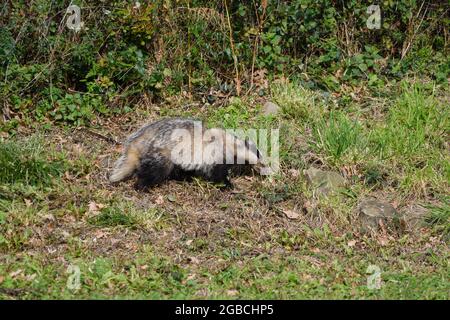 Dachs während des Tages auf der Suche nach schlechten Äpfeln. Stockfoto