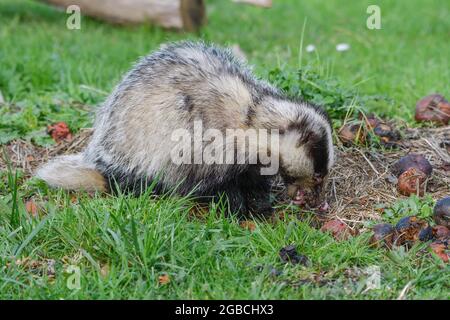 Dachs während des Tages auf der Suche nach schlechten Äpfeln. Stockfoto