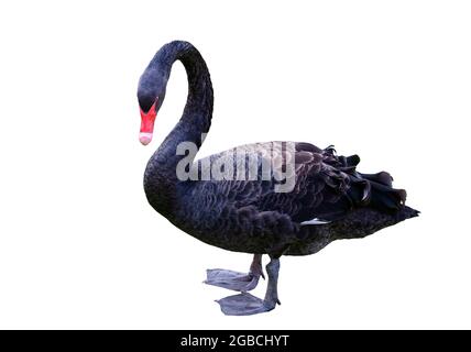 Der aus Australien stammende schwarze Schwan Cygnus atratus steht aus dem Wasser und ist auf weißem Hintergrund ausgeschnitten Stockfoto