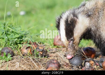 Dachs während des Tages auf der Suche nach schlechten Äpfeln. Stockfoto