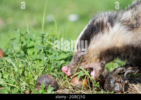 Dachs während des Tages auf der Suche nach schlechten Äpfeln. Stockfoto