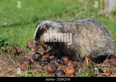 Dachs während des Tages auf der Suche nach schlechten Äpfeln. Stockfoto