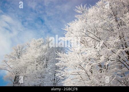 Schneebedeckte Bäume in den Bergen bei Sonnenuntergang. Stockfoto