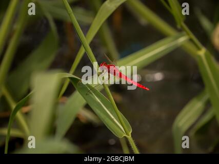 Dragonfly sitting on the flower , Red Dragonfly Stockfoto