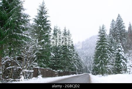 Asphaltstraße zwischen dem verschneiten Wald. Straße im Alpenwald Stockfoto