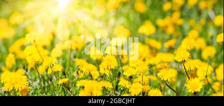 Tolles Panorama, verschwommener Hintergrund des Dandelionenfeldes in heller Sonne Stockfoto