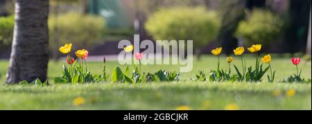 Panorama von bunten Tulpen im Garten. Blühende Frühlingsblumen in der Sonne. Stockfoto