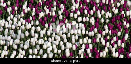 Hintergrund von weißen und violetten Tulpen. Stockfoto