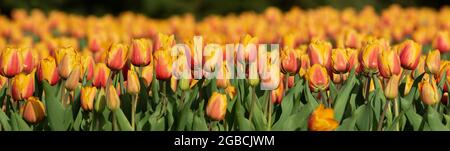 Panorama von orangen Tulpen in der Sonne. Feld von dicht gepflanzten Tulpen. Stockfoto