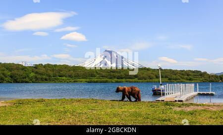 Braunbär oder Ursus arctos beringianus Angeln im Kurile See. Kamtschatka, Russland Stockfoto